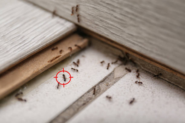 Best Flea Control Services  in Highland, IL