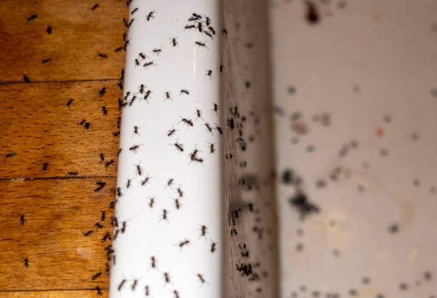 Best Commercial Pest Control Services  in Highland, IL