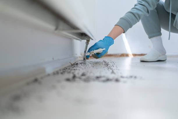 Best Affordable Pest Control Services  in Highland, IL